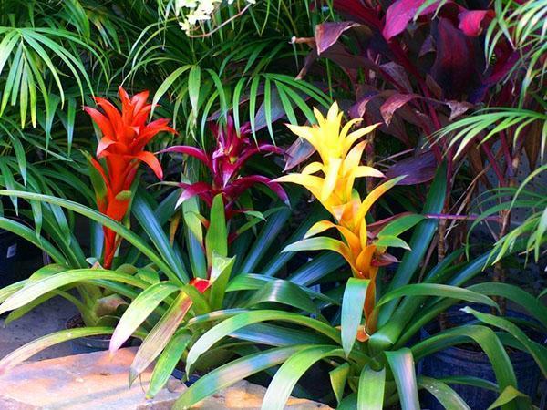 Guzmania menor