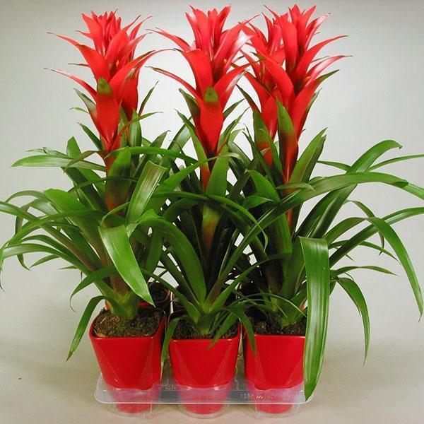 Guzmania Ostara