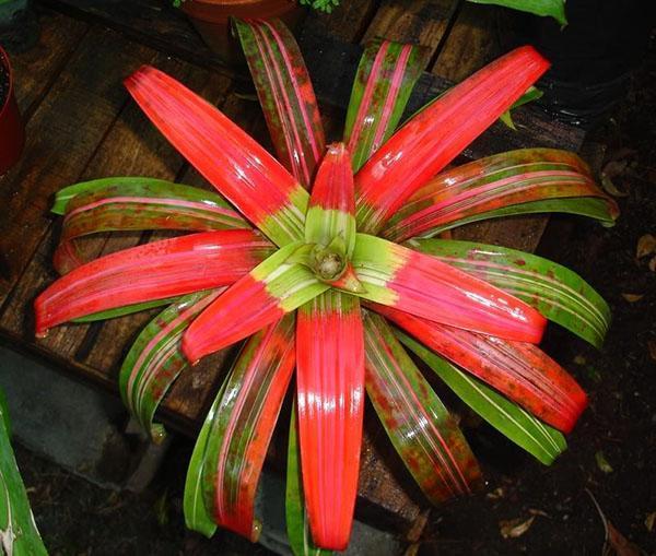 Guzmania rojo sangre