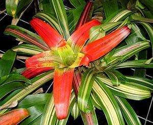 Variedades de guzmania tricolor