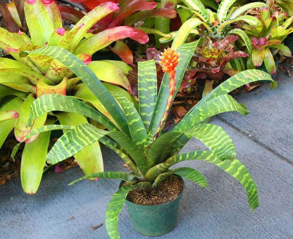 Mosaico Guzmania