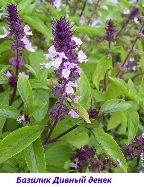 albahaca maravilloso día