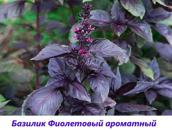 albahaca morada fragante