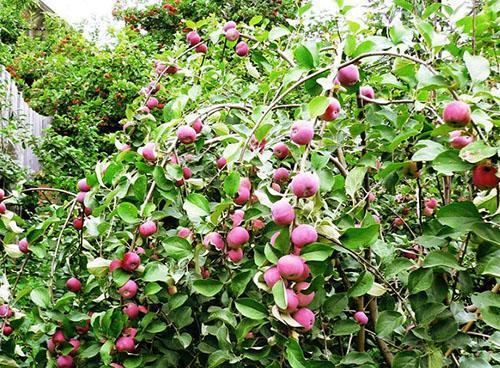 Pommier nain