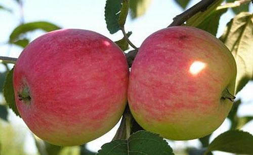 Variétés de pommiers Melba