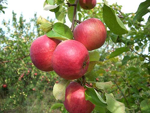 Variétés de pommiers Zhigulevskoe