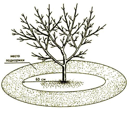 Top dressing d'un pommier