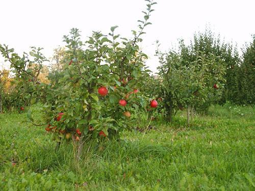 Jardín de manzanas enanas