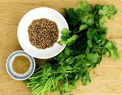 Hojas de cilantro y semillas de cilantro