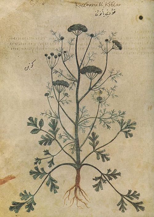 Imagen de cilantro en el libro de Dioscórides