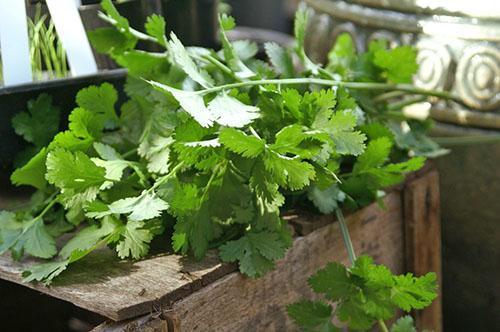 Cilantro de la huerta