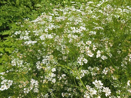 Flores de cilantro