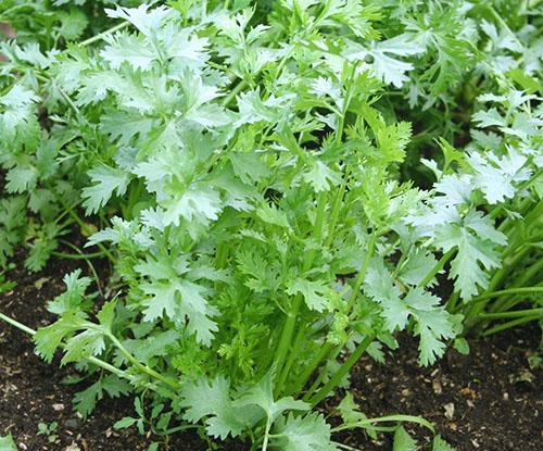 Cilantro en el jardín