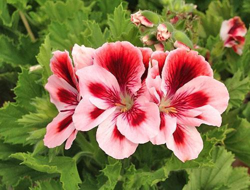 El pelargonio se propaga por esquejes durante todo el año.