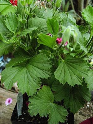 Con un cuidado inadecuado, el pelargonio deja de florecer o no florece a tiempo