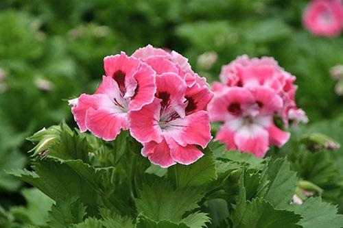 El pelargonio es una flor sin pretensiones.