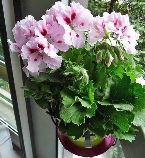 Hermosa flor con exuberantes flores en casa