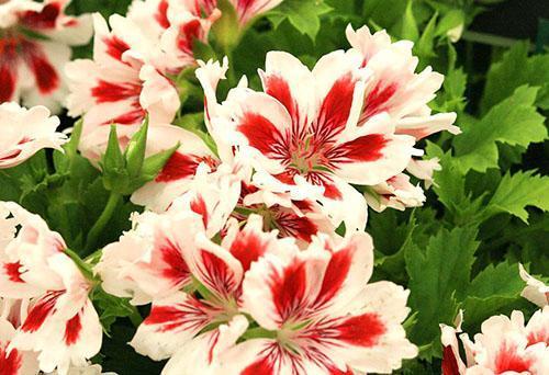 En otoño e invierno, el cuidado del pelargonium cambia.