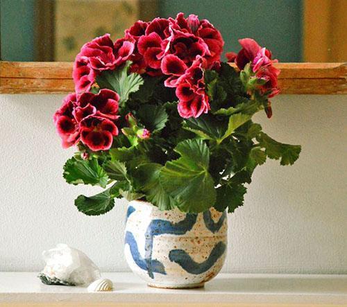 El pelargonio real puede ser una decoración del alféizar de la ventana.