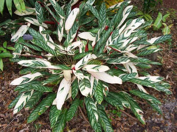 Ctenanthe oppenheimiana variedades Tricolor