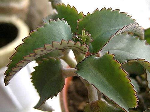 Kalanchoe Dergemon