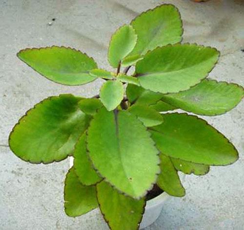 Kalanchoe penné