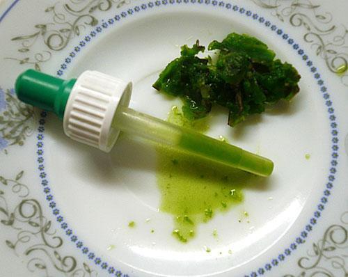 Extracción de jugo de una hoja de Kalanchoe.