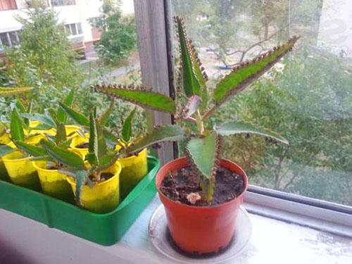 Plantas de Kalanchoe adultas y jóvenes