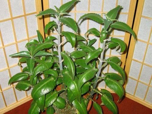 Planta adulta