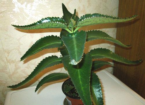 Curación de Kalanchoe