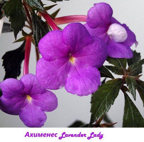 Ahimenez Lavanda Lady