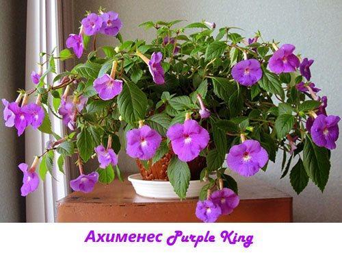 Le roi violet d'Ahiménez