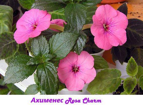 Charm Ahimenes Rosa