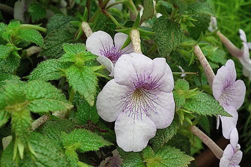 Achimenes de plantas ornamentales