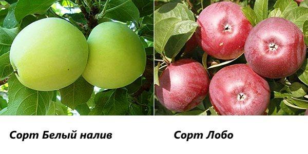 Variedades de manzana Relleno blanco y Lobo