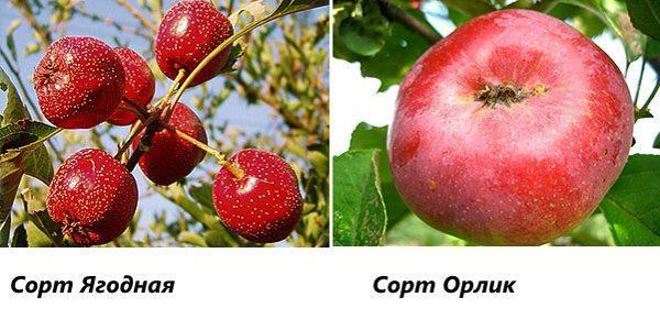 Variedades Berry y Orlik