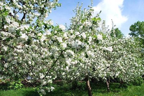 Huerto de manzanos en flor