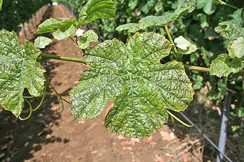 Feuilles de vigne complètement affectées par les thrips