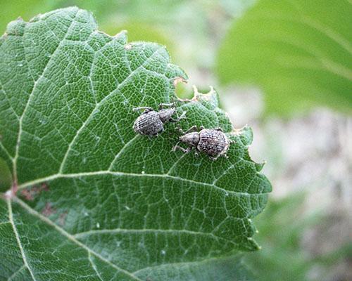 Los gorgojos dañan las uvas