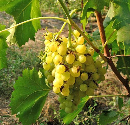 Les guêpes se sont installées sur une vigne