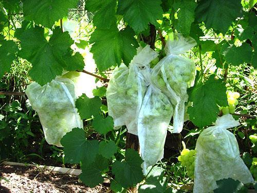 Abri de grappes de maturation contre les guêpes