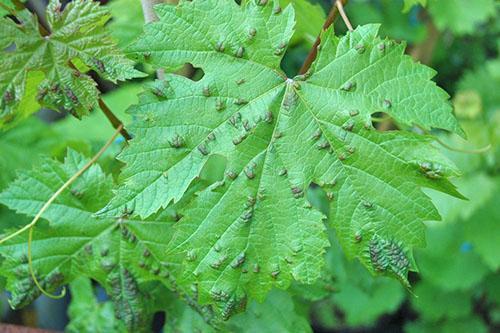 Raisins endommagés par les acariens