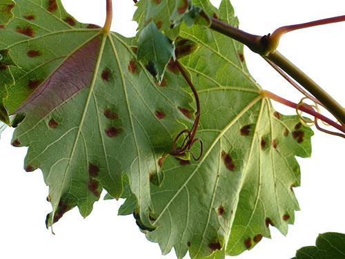 Feuilles de vigne endommagées