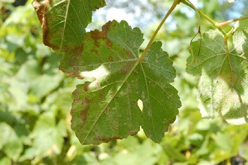 État du feuillage après infection par la démangeaison du raisin