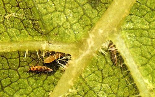 Thrips sur feuilles de vigne