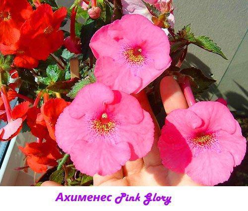 Ahimenes Pink Glory