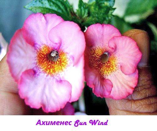 Ahimenes Sun Wind