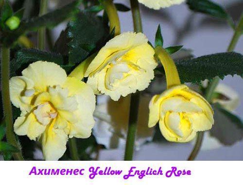 Ahimenes Yellow English Rose