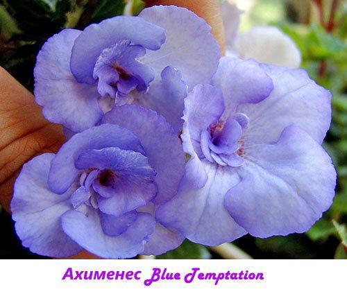 Ahimenes Blue Temptation