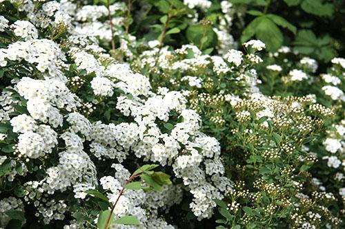 Spirea Argutta